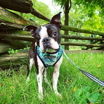 Small Dog Harness